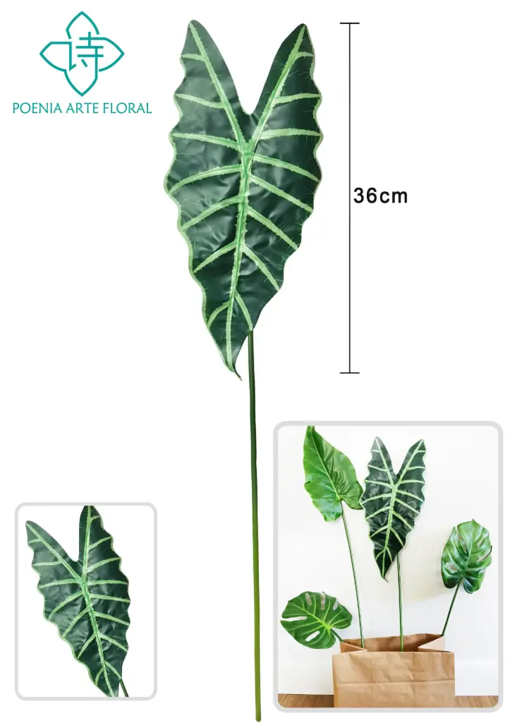 VARA HOJA Alocasia amaz¨®nica 70C