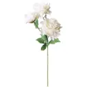 VARA 3*PEONIA 67cm
