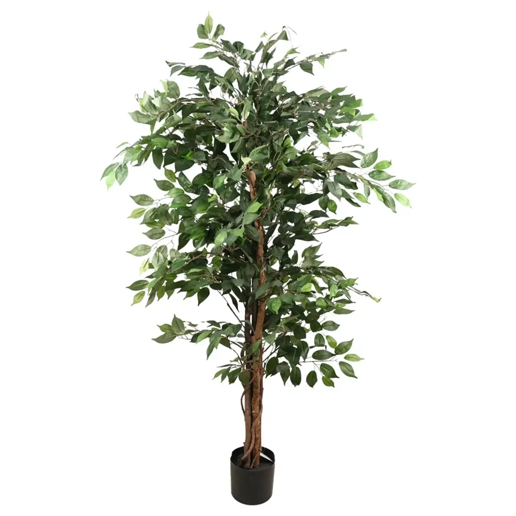 PLANTA FICUS CON MACETA 170CM