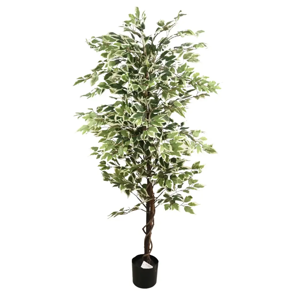 PLANTA FICUS 170CM