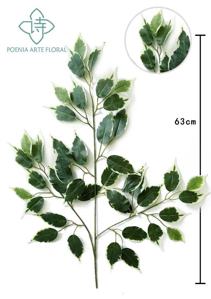 22" FICUS SPARY X42 LVS