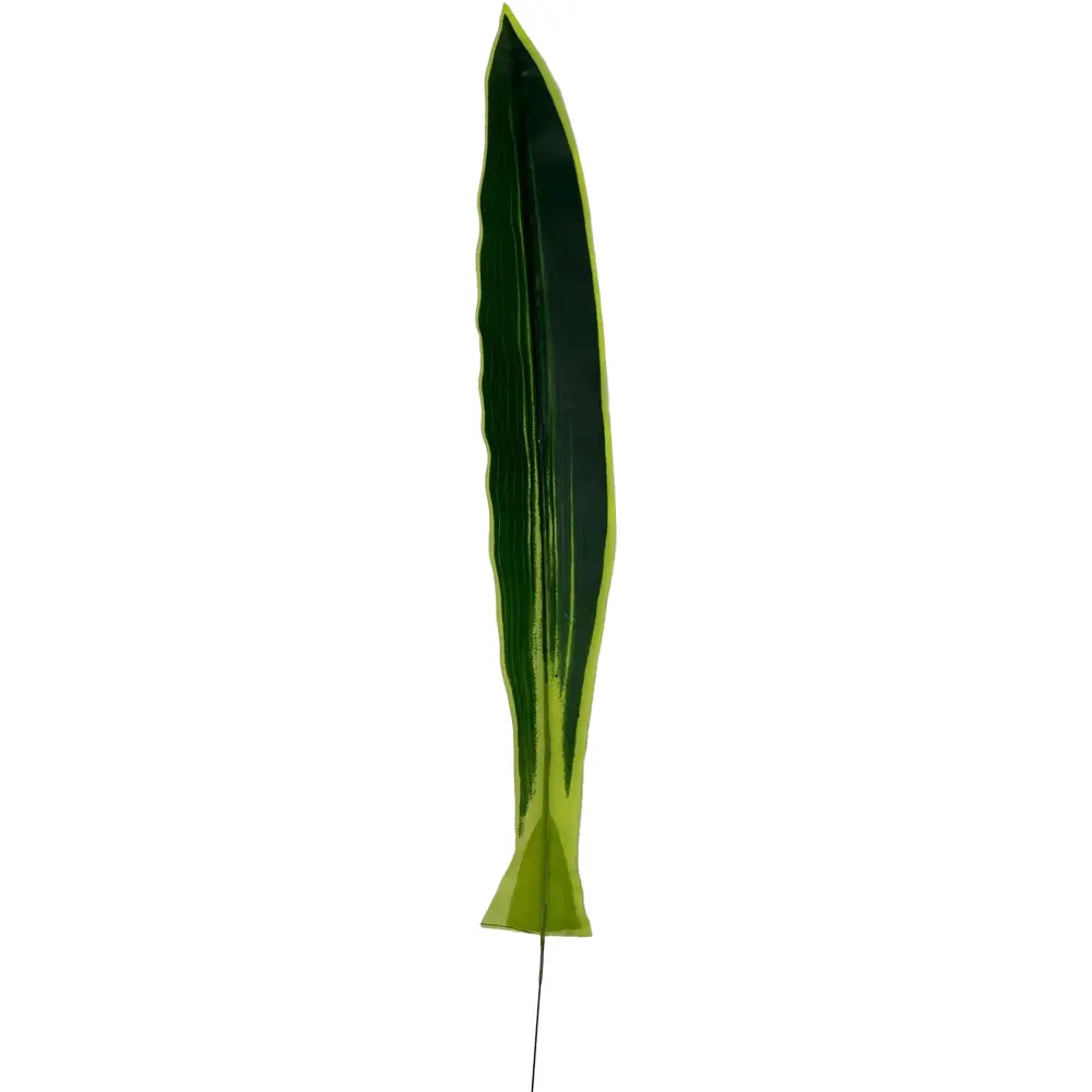 HOJA DRACENA