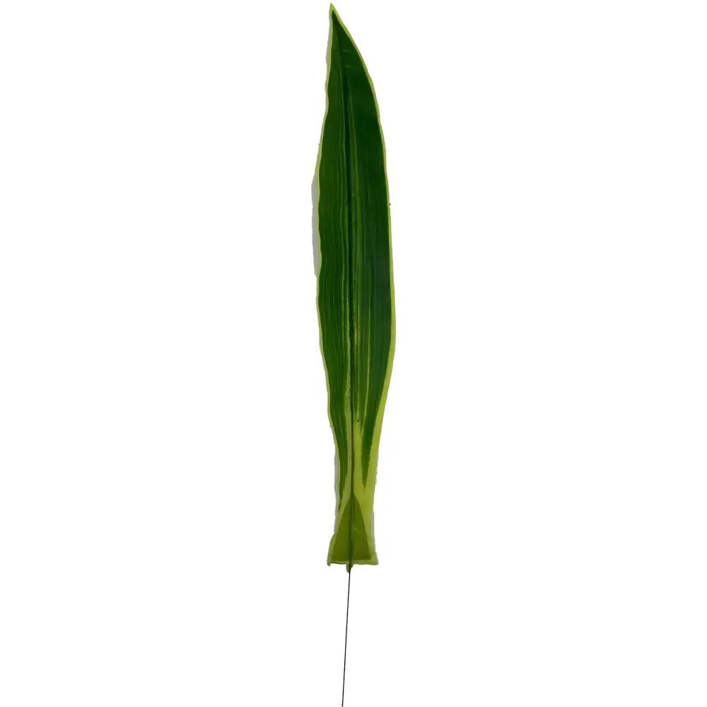 HOJA DRACENA