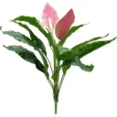 PLANTA ANTHURIUM
