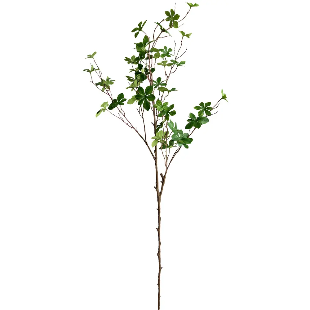 VARA Enkianthus perulatus 110CM