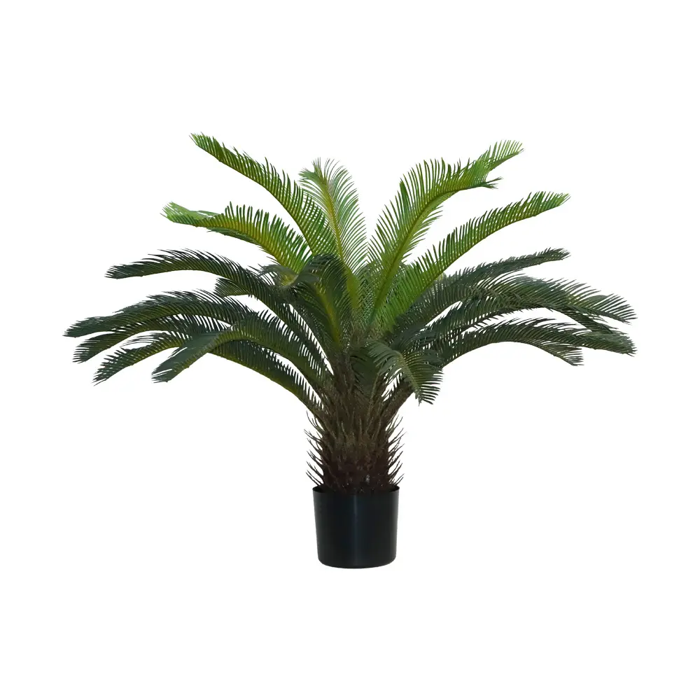 Planta de Cyca 80CM