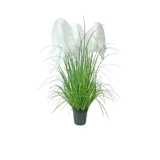 [631367] Pampa*3 en maceta 90cm3头布芦苇90CM