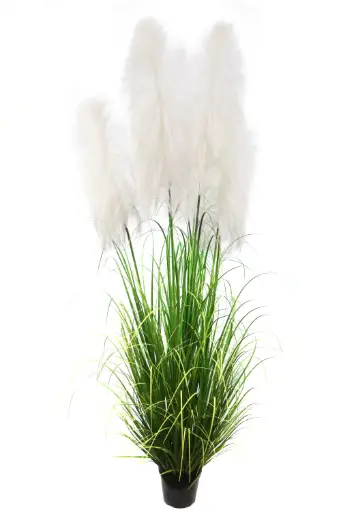 [631369] Pampa*5 en maceta 150cm 5头布芦苇150CM
