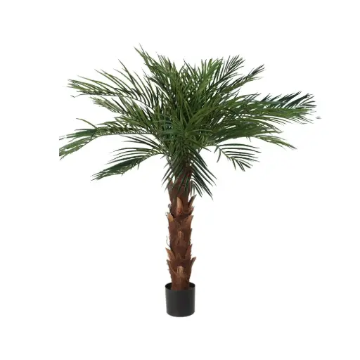 [631337] 170cm Areca palm con meceta