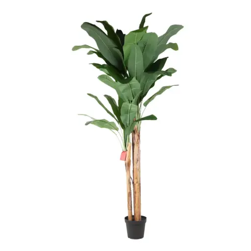 [631346] 240cm Banana tree con meceta