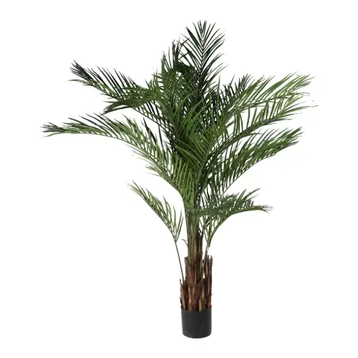 [631347] 210cm Palm tree con meceta