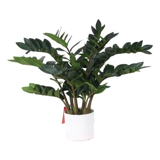 [631344] Zamioculcas en Maceta 75cm