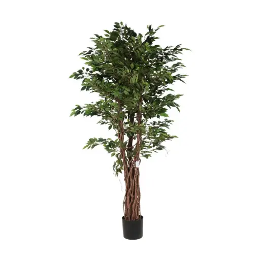 [631362] 180cm Mini ficus tree con meceta