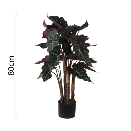 [631577] Alocasia En Maceta 80cm