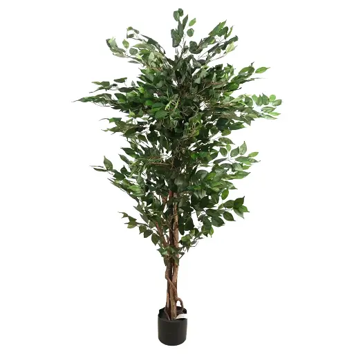 [630529] PLANTA FICUS 170CM