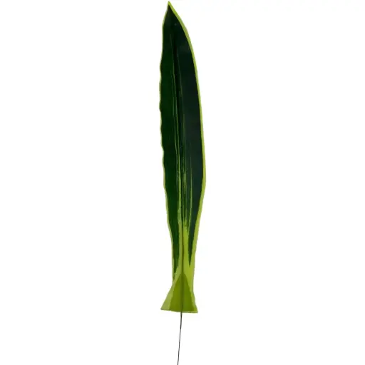 [630897] HOJA DRACENA