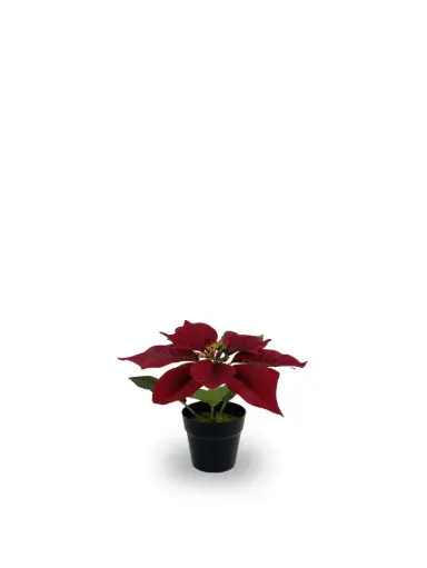 [630872] FLOR PASCUA EN MACETA