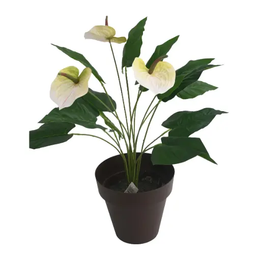 Planta Anthurium En Maceta