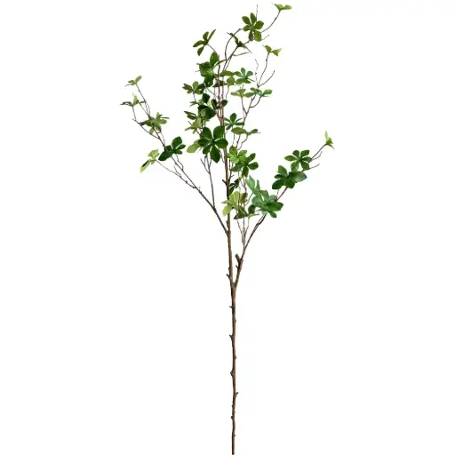 VARA Enkianthus perulatus 110CM