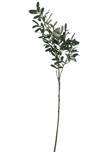 [631243] Vara de Olivo 92CM