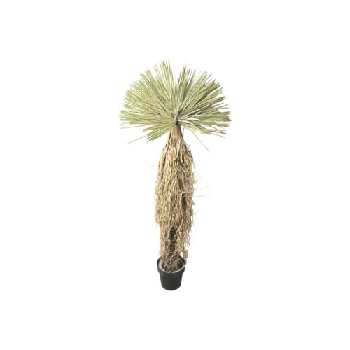 Planta Beaked Yucca artificial 150cm