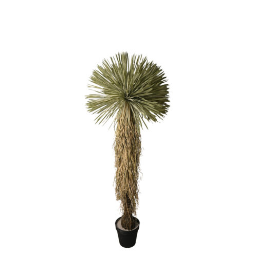 Planta Beaked Yucca artificial 175cm